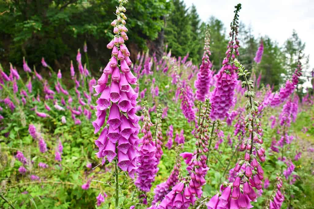 Foxglove Flowers: Meaning, Symbolism, and Proper Occasions