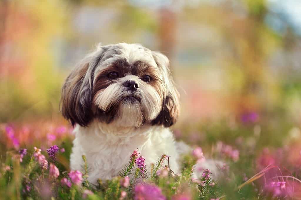 The Top 10 Reasons Shih Tzus Are the Perfect Family Dog