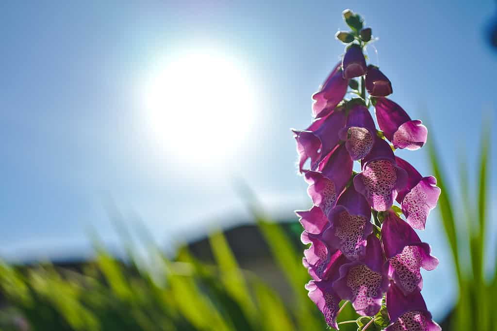 Foxglove Flowers: Meaning, Symbolism, and Proper Occasions