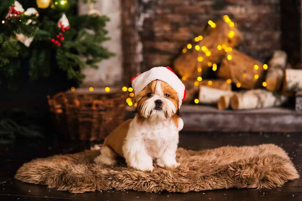 The Top 10 Reasons Shih Tzus Are the Perfect Family Dog