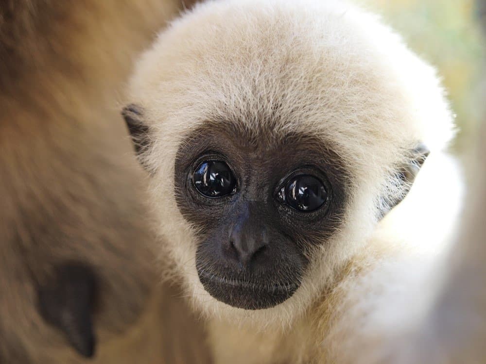 See an Adorable Scene Where Tiny Gibbons Walk Upright and Resemble Tiny Humans