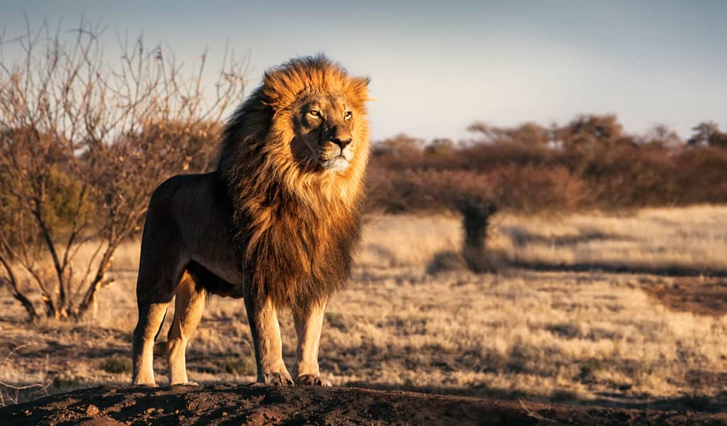 Male Lion With a Bulging Belly Decides It's Too Much Work to Drag a Buffalo Back Home