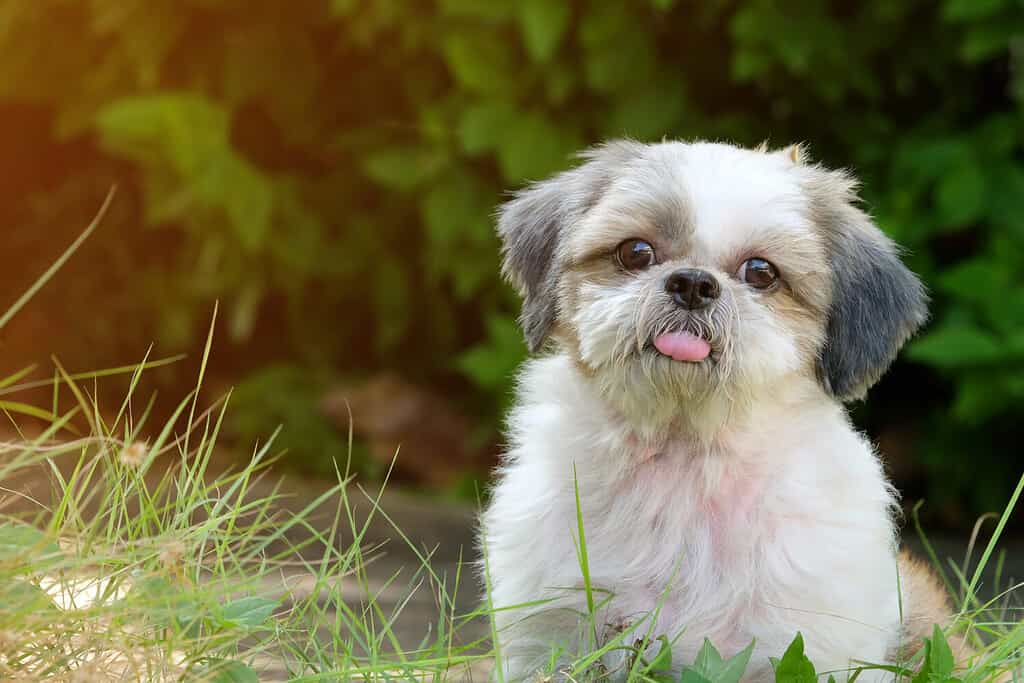 The Top 10 Reasons Shih Tzus Are the Perfect Family Dog