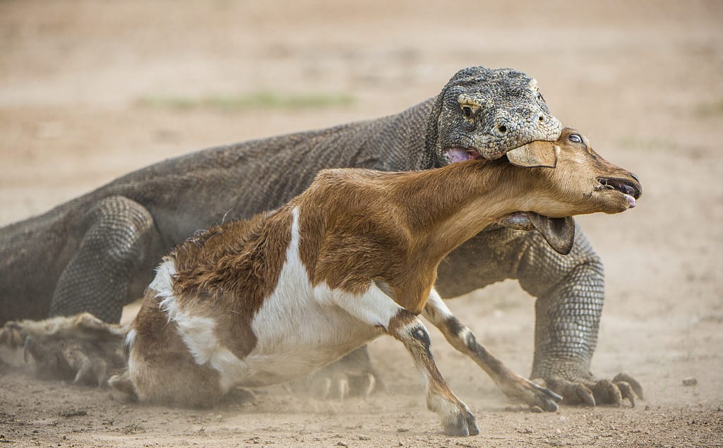 Komodo Dragon Regurgitates a Huge Eel After Hunting on a Sandy Beach