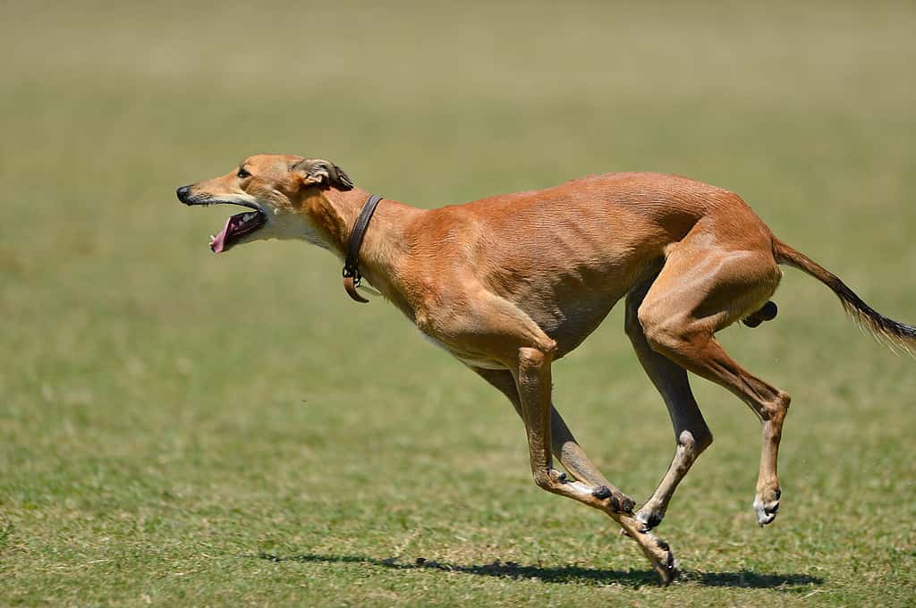 The 10 Highest Jumping Dog Breeds That Can Soar Through the Air