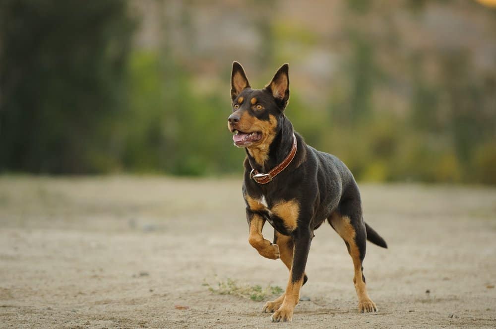 The 10 Highest Jumping Dog Breeds That Can Soar Through the Air