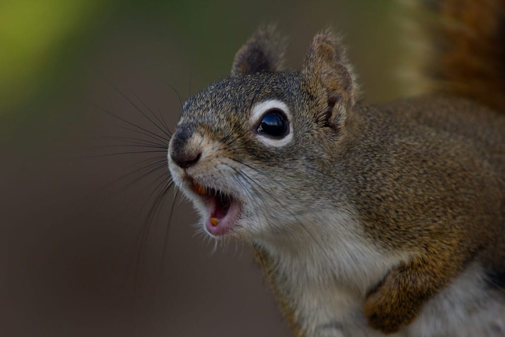 Can Squirrels Have Rabies: What To Do After a Squirrel Bite