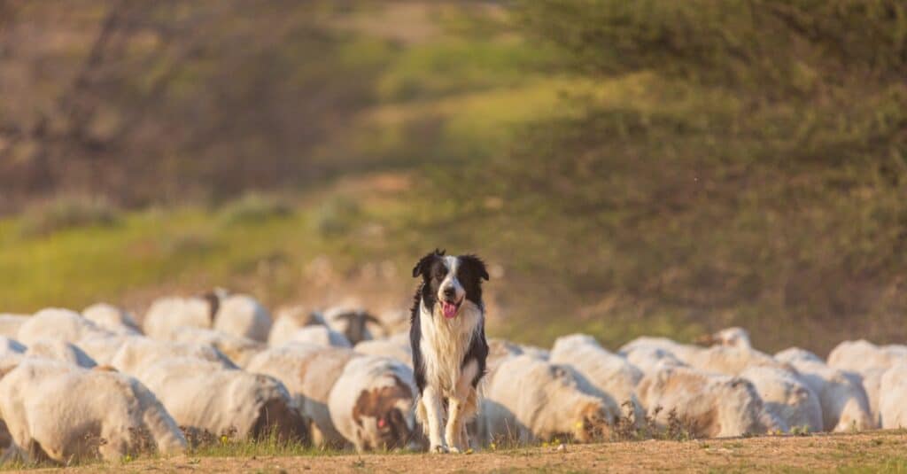 Discover Where Border Collies Are From (Origin, Purpose, and More!)