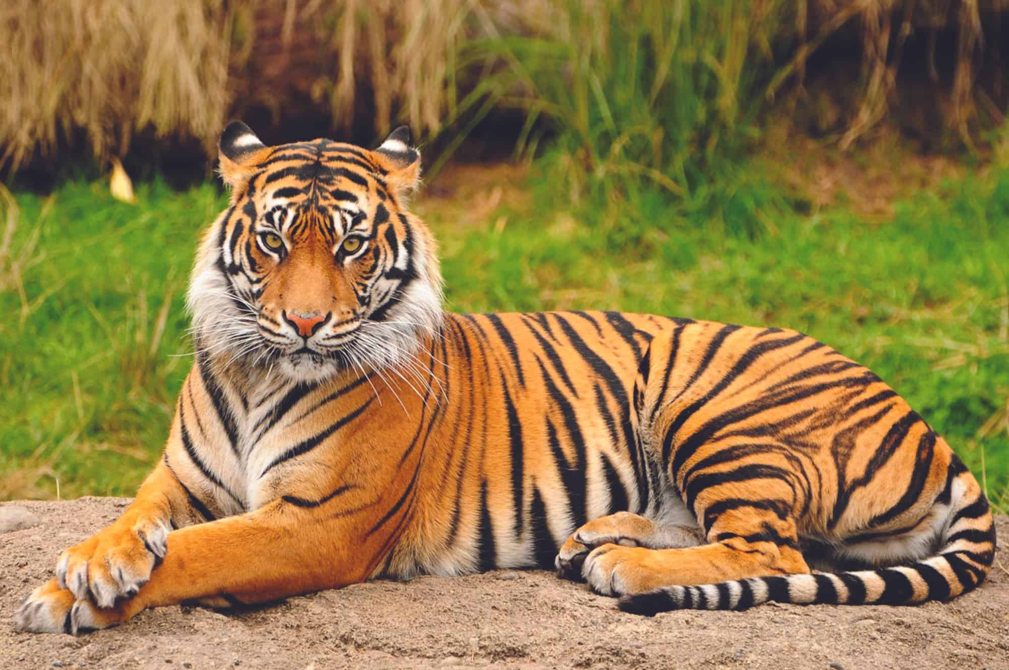 Ambitious Tiger Tries Beating a Monkey at Its Own Game Only to Fall Out of a Tree