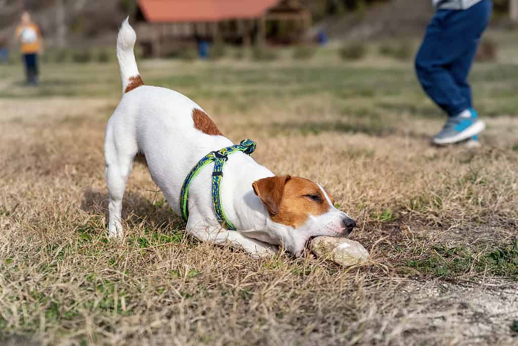 The 10 Highest Jumping Dog Breeds That Can Soar Through the Air