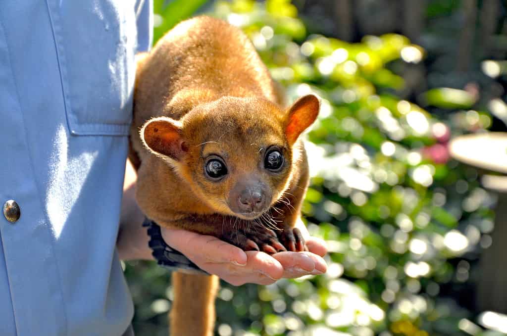 The Top 12 Exotic Animals You Can Own in New York