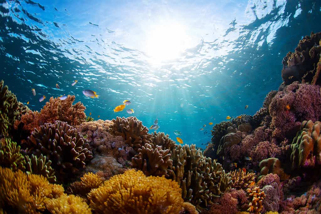 The 8 Most Beautiful and Colorful Coral Reefs in the World