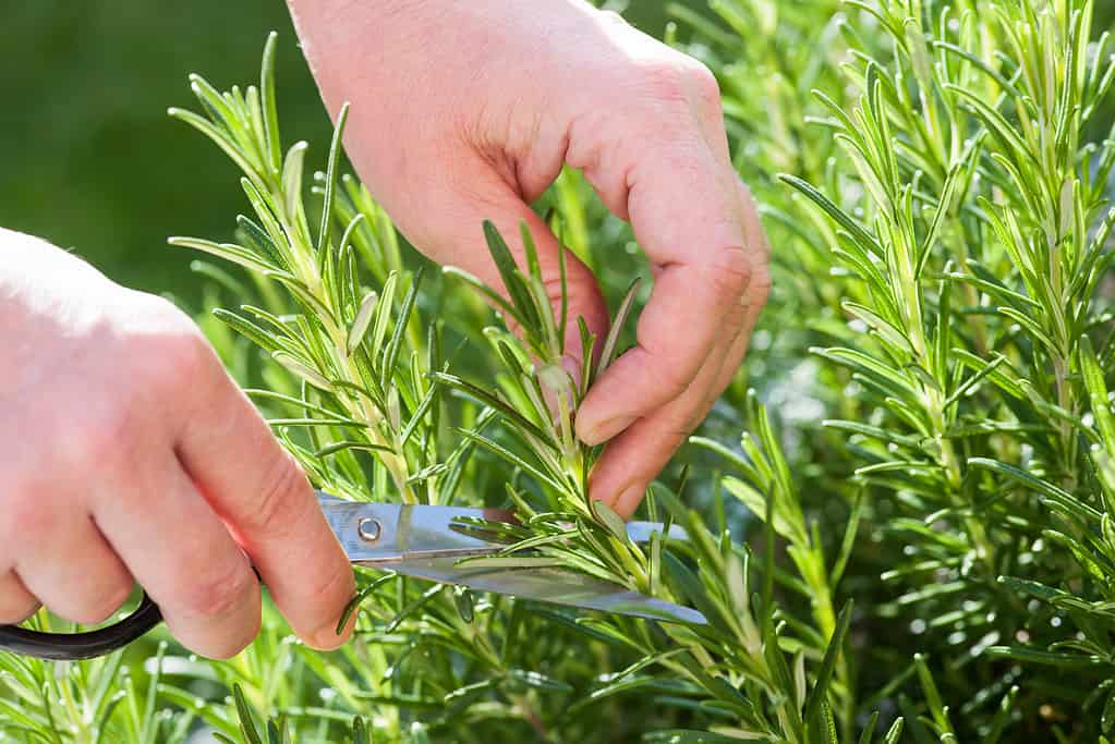 The 61 Best Plants to Grow to Make Your Own Delicious Tea