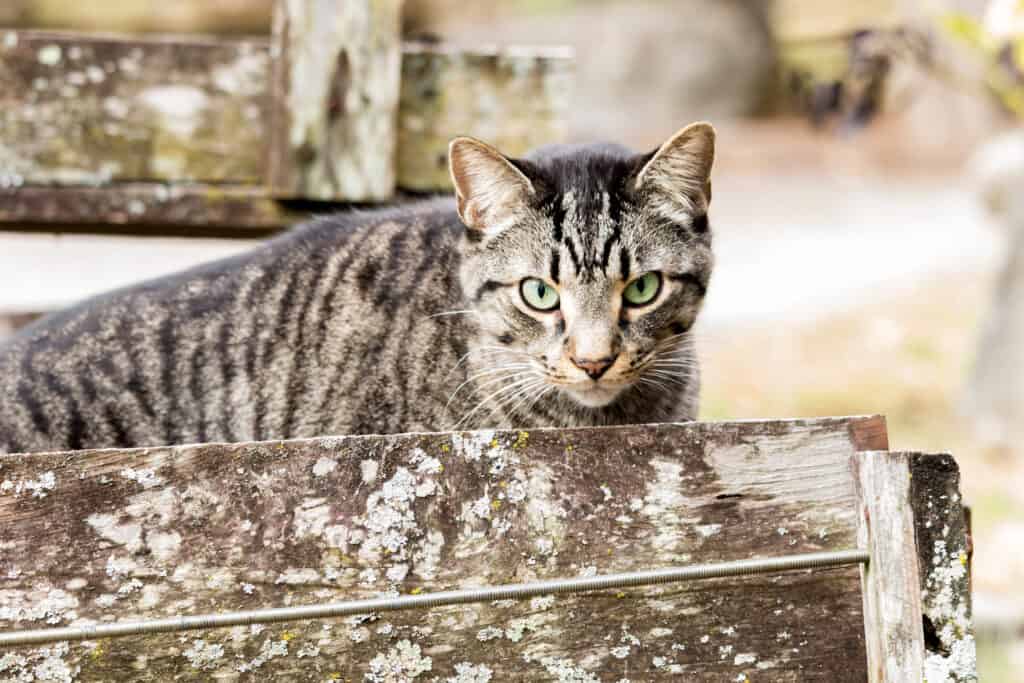 Does My Cat Have Arthritis? 13 Signs and Symptoms