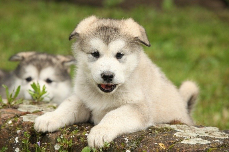 Alaskan Malamute Prices 2023: Purchase Cost, Vet Bills, and More!