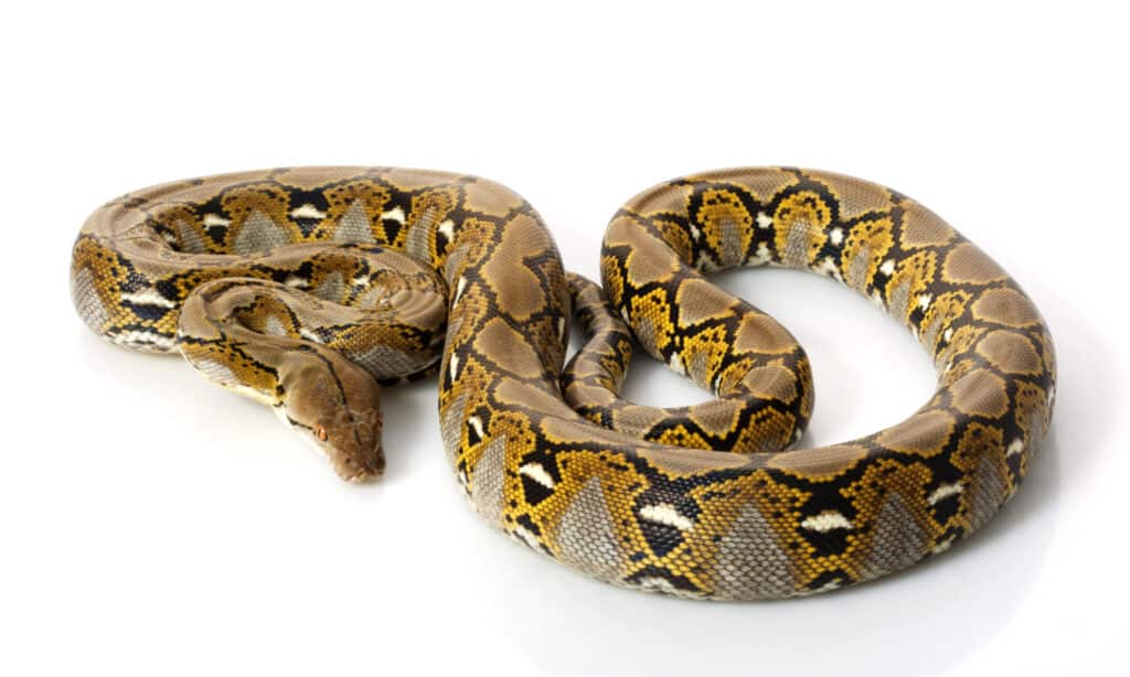 Discover the Largest Reticulated Python on Record