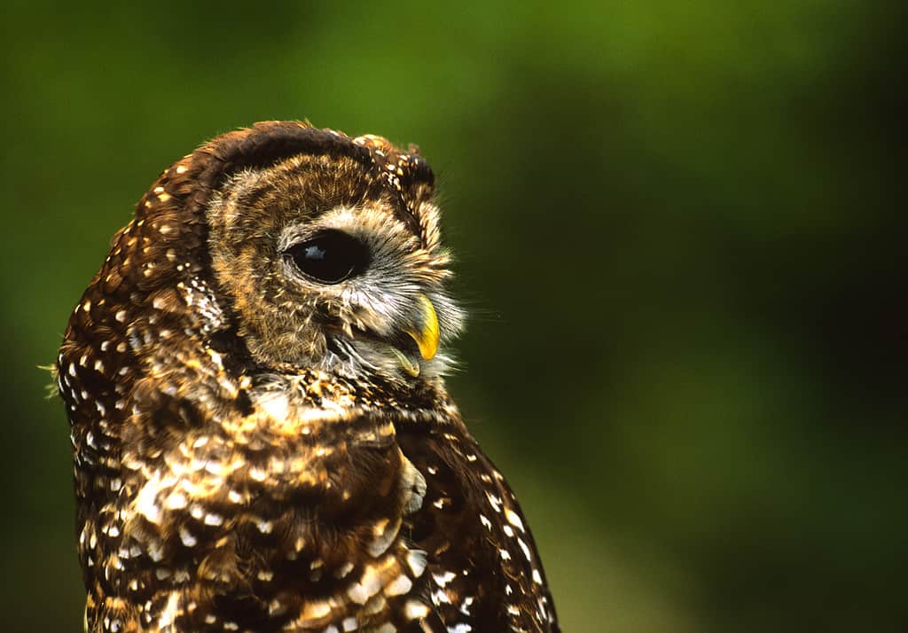 Discover 13 Types of Owls in Arizona (From Rarest to Most Common)