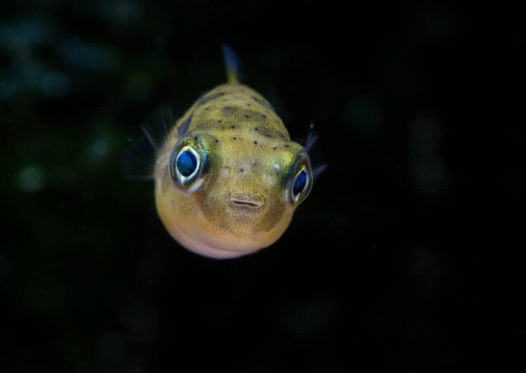 14 Fish with Big Eyes (Photos and the Best Ones for Your Tank)