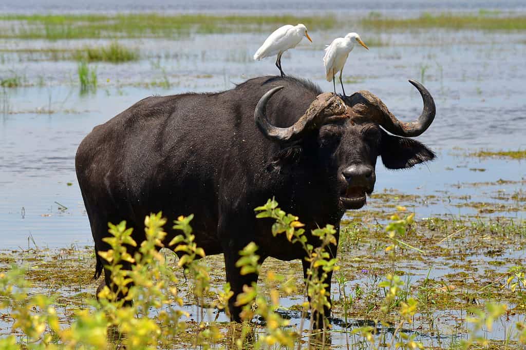 Watch 20 Lions Try To Take Down This Massive Buffalo