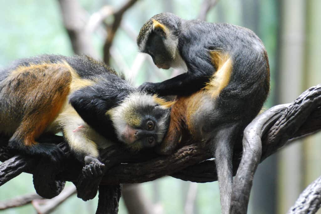 Why Do Monkeys Hug? Hugging Behavior Explained