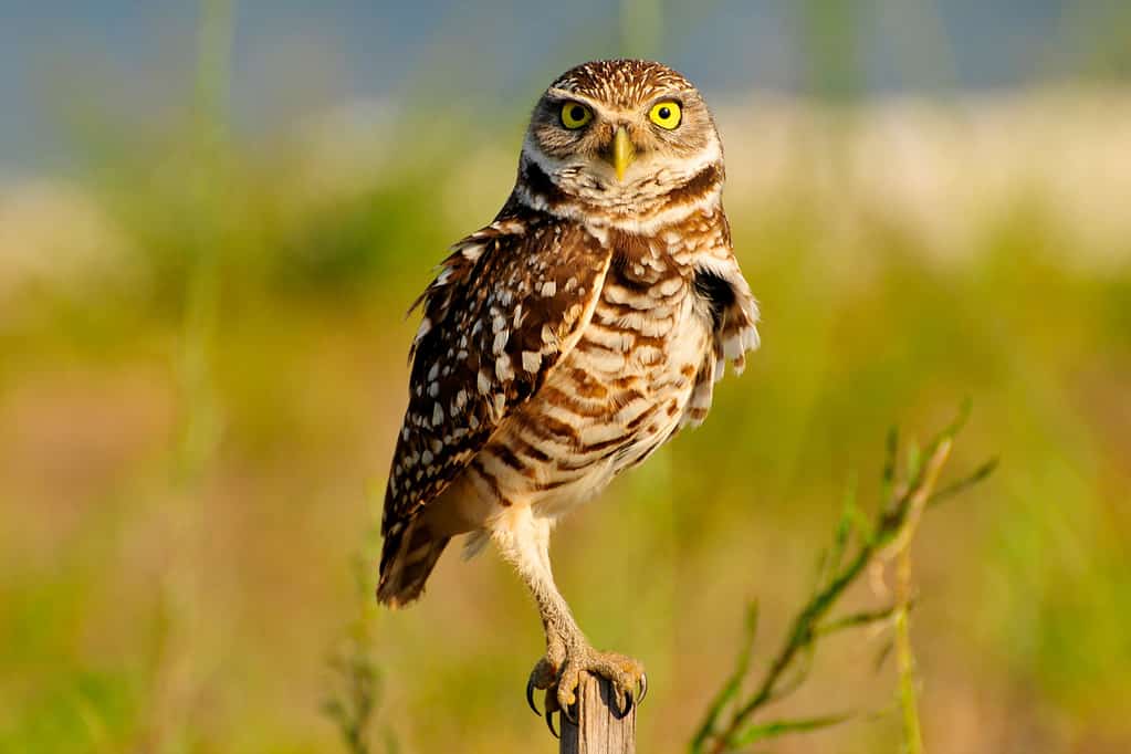 Discover 13 Types of Owls in Arizona (From Rarest to Most Common)