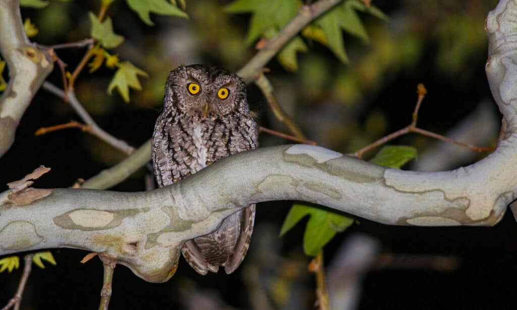 Discover 13 Types of Owls in Arizona (From Rarest to Most Common)