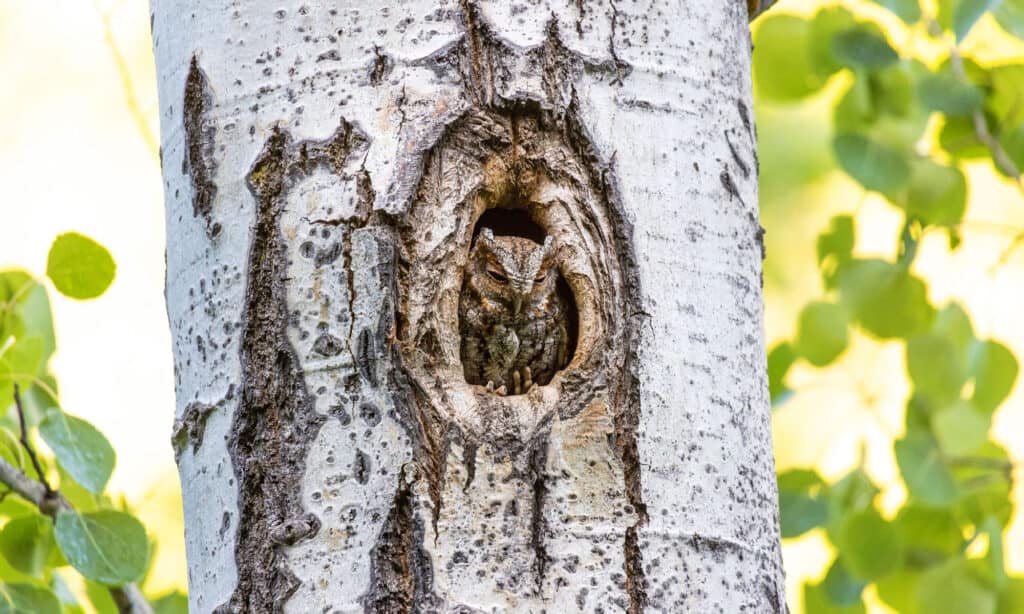 Discover 13 Types of Owls in Arizona (From Rarest to Most Common)