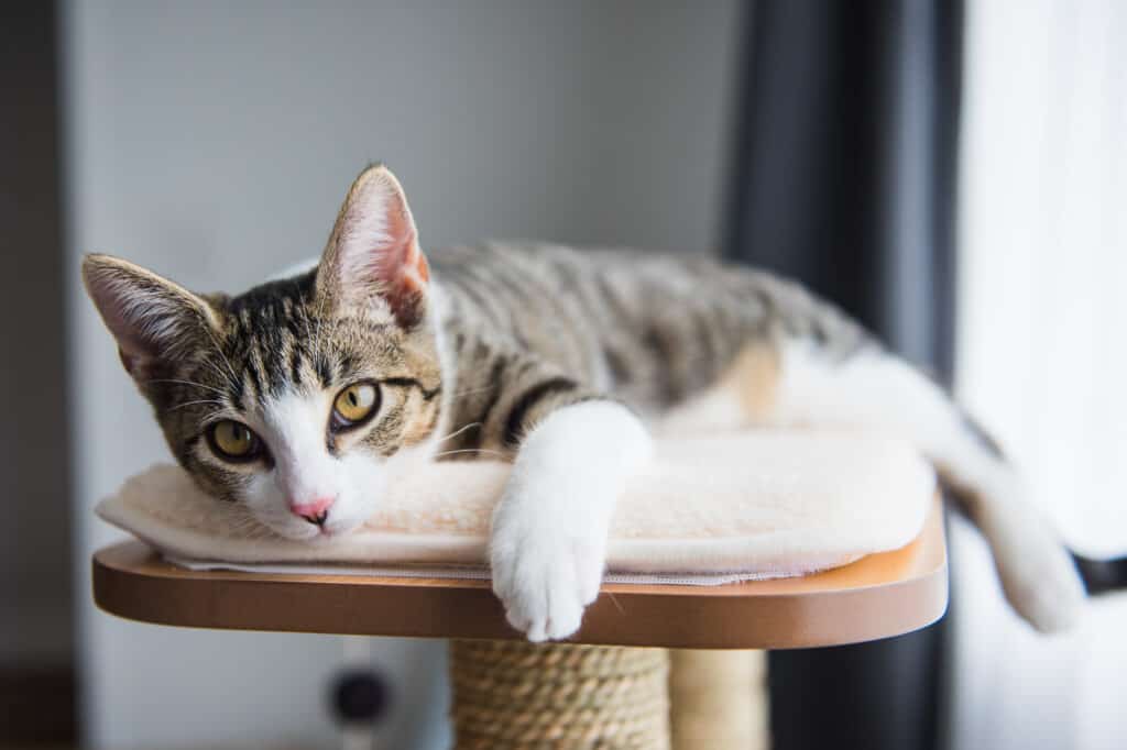 Does My Cat Have Arthritis? 13 Signs and Symptoms