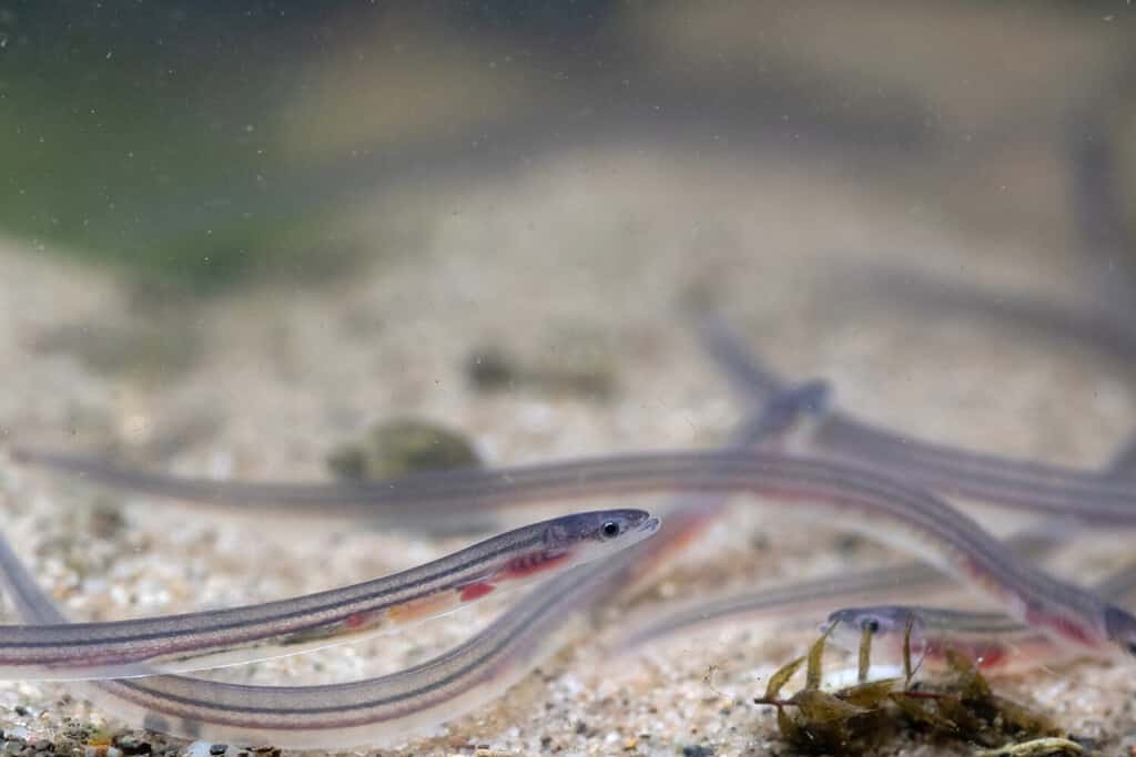 Baby Eel: 10 Pictures and 10 Amazing Facts