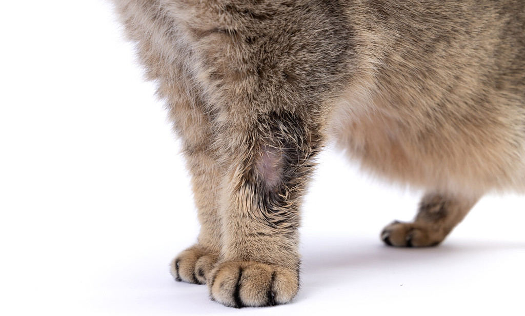 Does My Cat Have Arthritis? 13 Signs and Symptoms