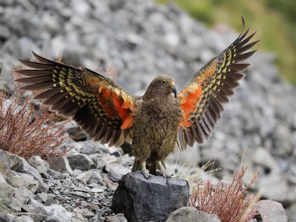 How Smart Are Parrots? Everything We Know About Their Intelligence