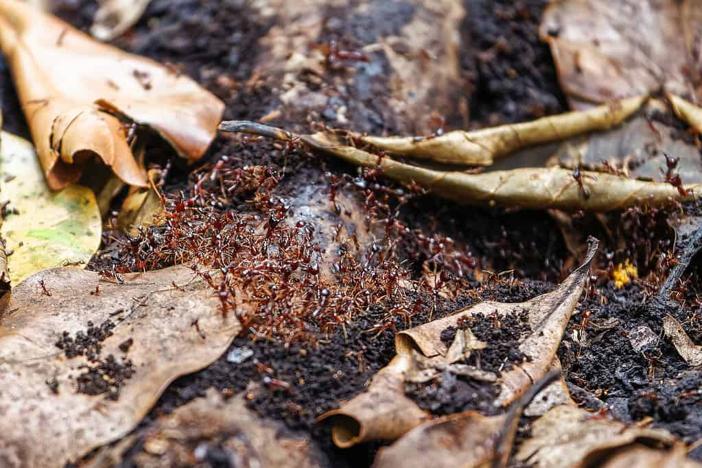 How Are Ant Hills Made? Plus 8 Other Facts About These Amazing Insects