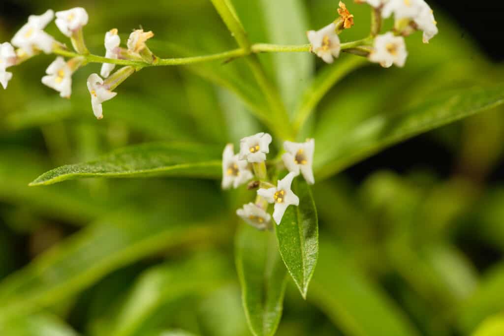 The 61 Best Plants to Grow to Make Your Own Delicious Tea