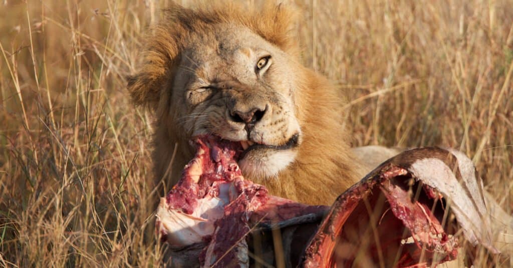 Lion Hilariously Gets Its Head Stuck in a Feeding Barrel Only for His Brothers to Chase Him Around