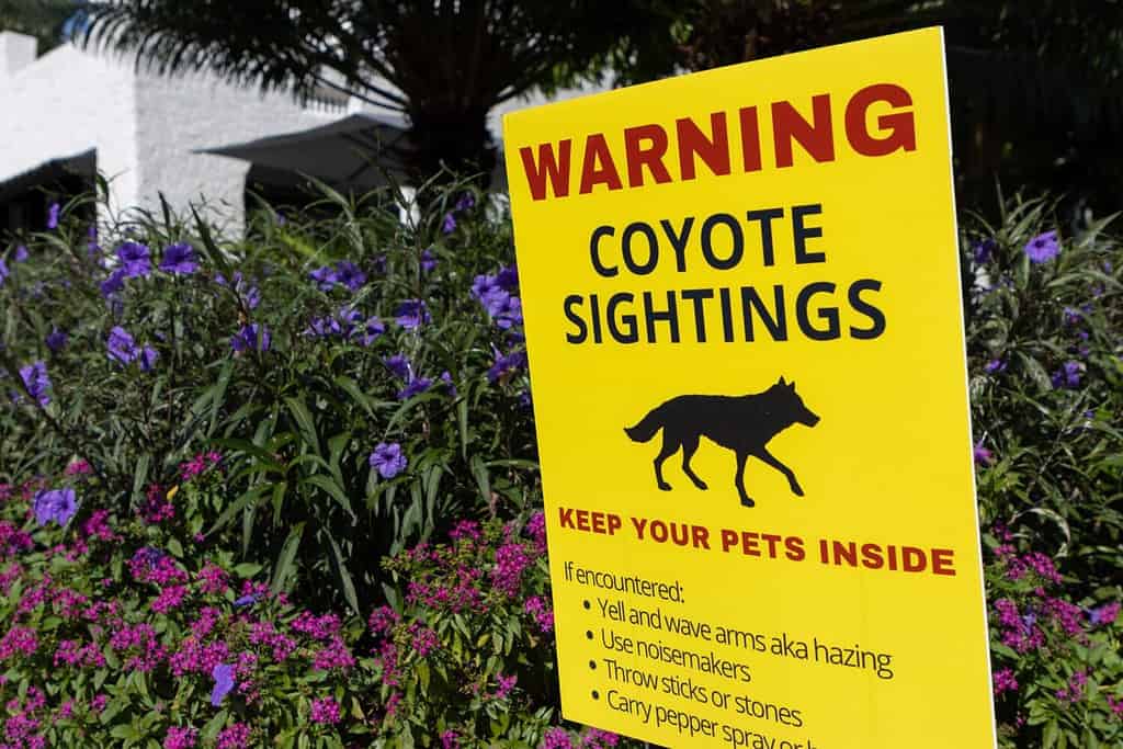 Coyotes in Massachusetts: Population, Common Locations, Hunting Rules, and More