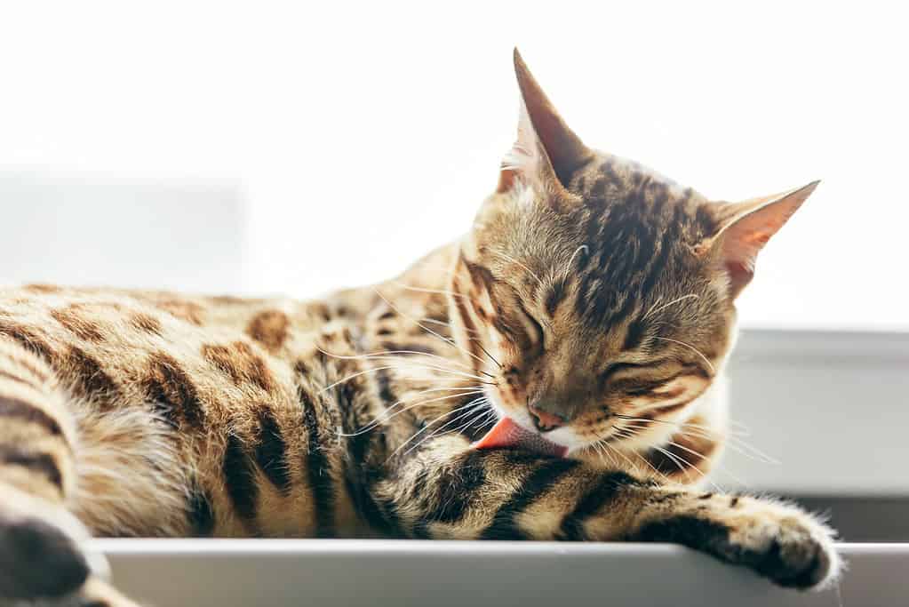 Does My Cat Have Arthritis? 13 Signs and Symptoms