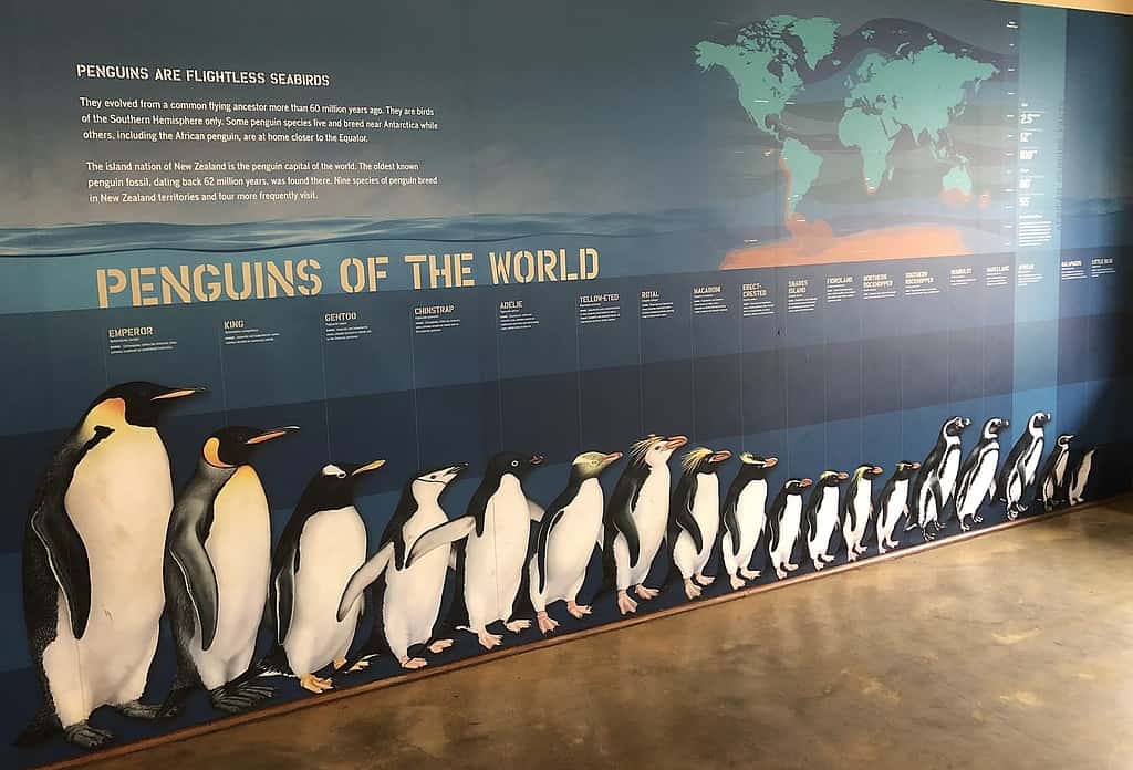 Emperor Penguin Size Comparison: Just How Big and Tall Do They Get?