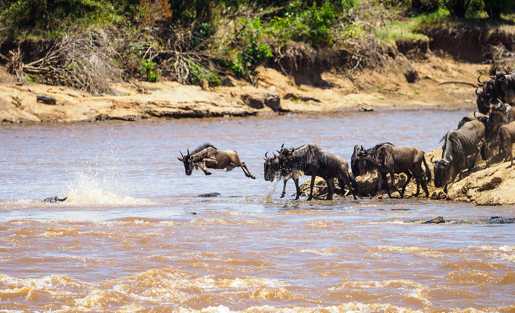 The Top 10 Animals with the Absolute Best Endurance on the Planet