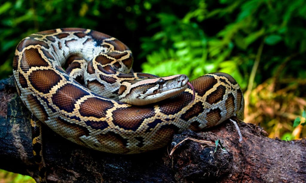 The Top 12 Exotic Animals You Can Own in New York