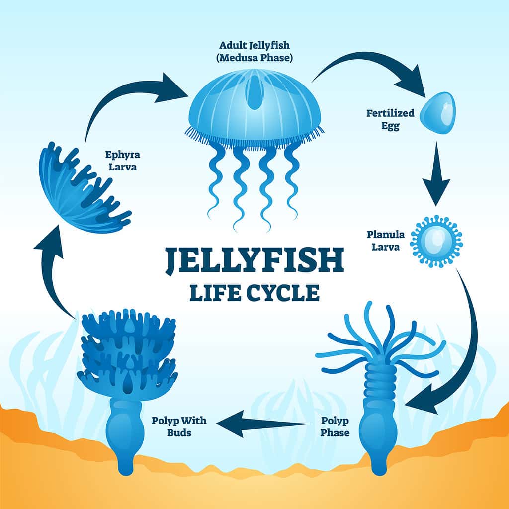 Immortal Jellyfish Lifespan: Average Life Expectancy and More!