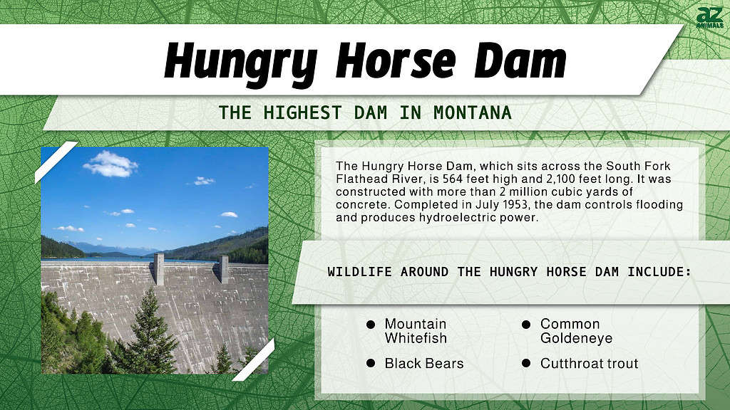 The Largest Dam in Each of the 50 States