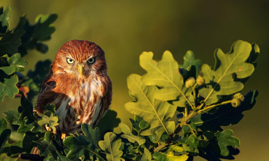 Discover 13 Types of Owls in Arizona (From Rarest to Most Common)