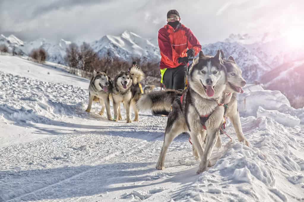 The Top 10 Animals with the Absolute Best Endurance on the Planet