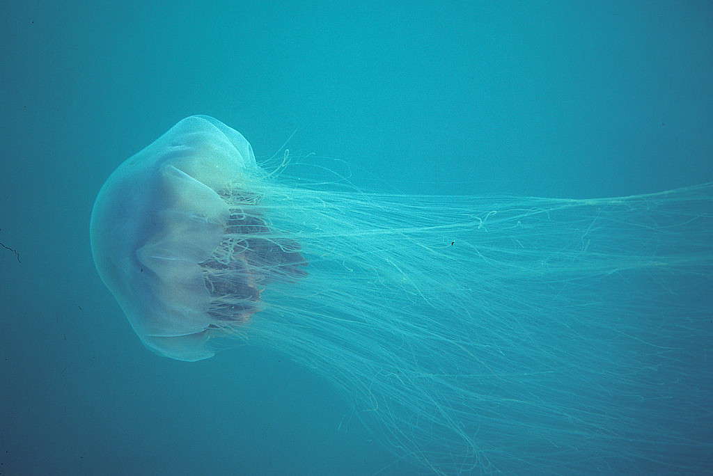 Baby Jellyfish: 6 Pictures and 6 Amazing Facts