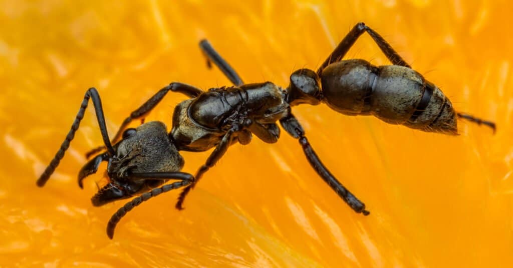 How Are Ant Hills Made? Plus 8 Other Facts About These Amazing Insects