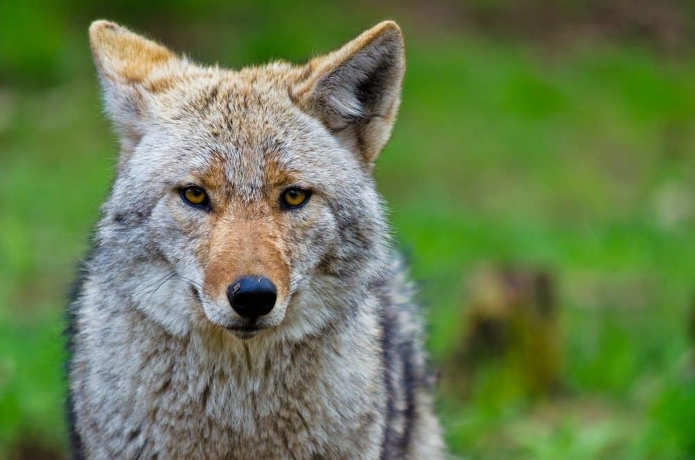 Coyotes in Massachusetts: Population, Common Locations, Hunting Rules, and More