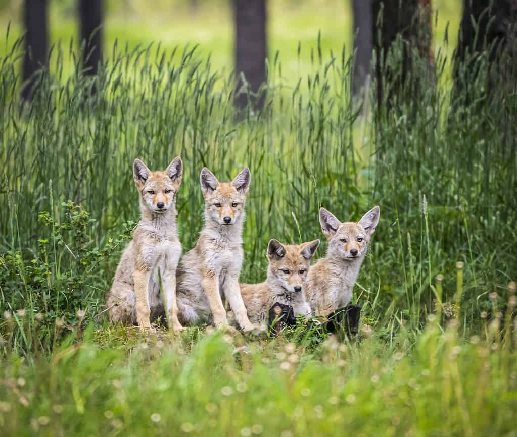 Coyotes in Massachusetts: Population, Common Locations, Hunting Rules, and More