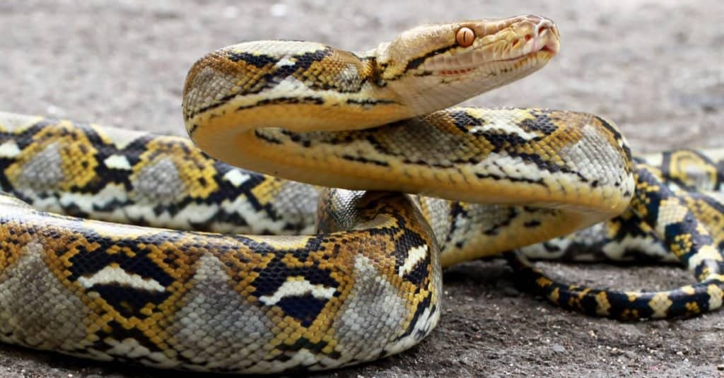 Discover the Largest Reticulated Python on Record