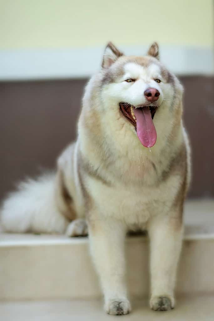 Alaskan Malamute Prices 2023: Purchase Cost, Vet Bills, and More!