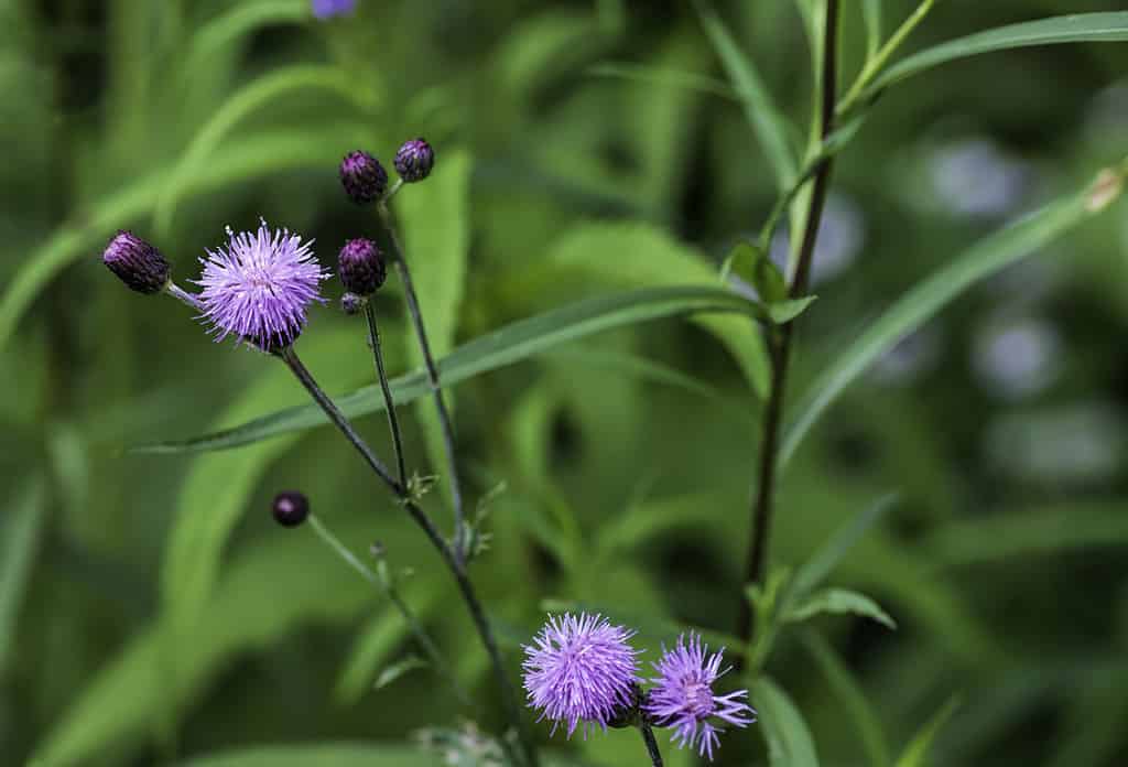 The 61 Best Plants to Grow to Make Your Own Delicious Tea